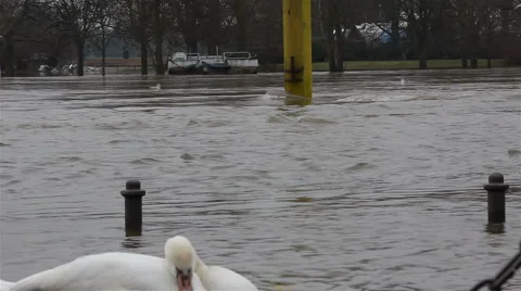 Swan sleeping in a flooded river Stock Footage 1020052