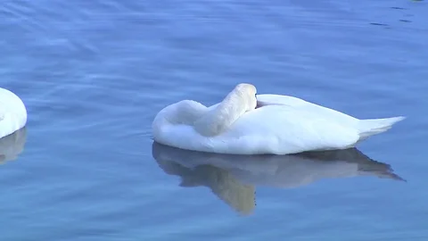 SWAN SLEEPING Stock Footage 79990262