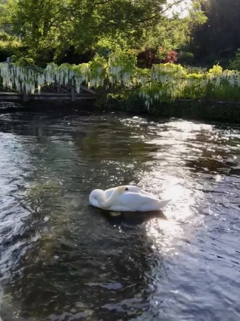Swan sleeping in springtime Stock Footage 277967404