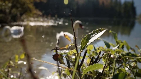 Swan in slow motion on a lake Stock Footage 87603149