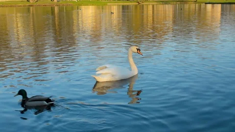 Swan is slowly moving away from camera and seagulls flying overhead 스톡 동영상 89426752