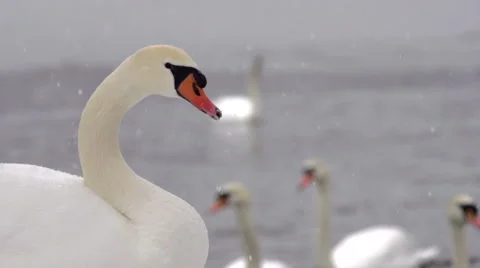 Swan Slowly Turning Head While Snowing Stock Footage 53060855
