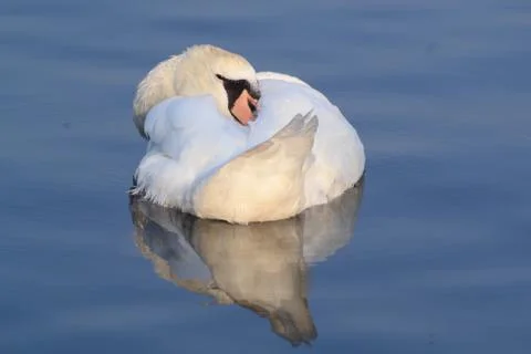 Swan slumbers Stock Photos