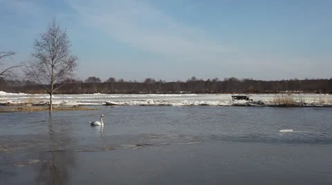 Swan in sprig flood. Stock-Footage 22641866