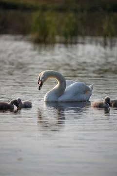 Swan in spring, beautiful water birds Swan on the lake in spring, in the rays Stock Photos