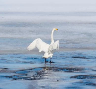 Swan in spring Stock Photos