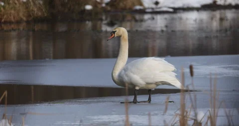 The swan is standing on the ice, 4K slomo 스톡 동영상 163966475