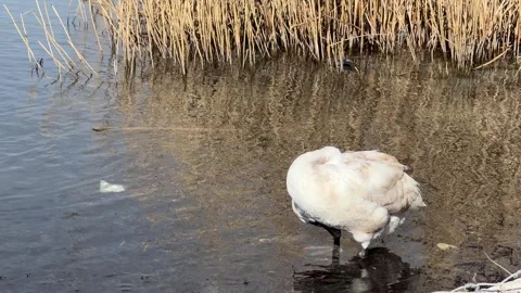 The swan stands by the shore against the backdrop of the rushes Stock Footage 266412775