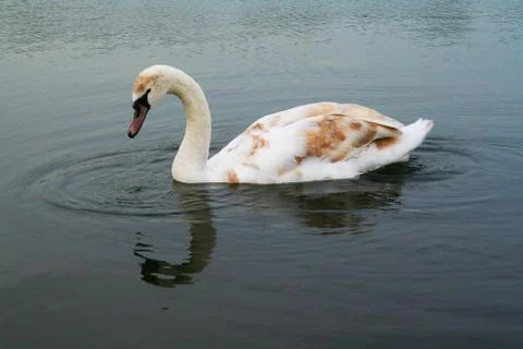Swan Staring Stockfoto's