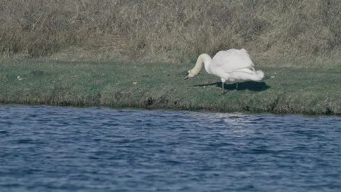 Swan stretching Stock Footage 332229503