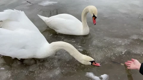 Swan stretching its neck Stock Footage 229165743