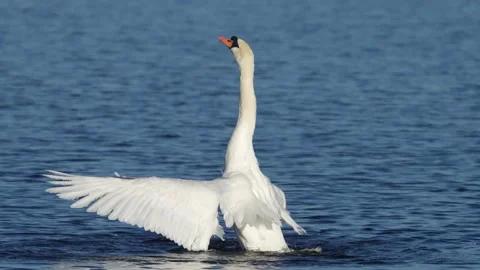 Swan stretching its wings Vidéo 149481788