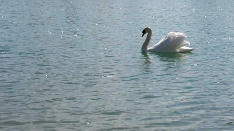 Swan with style Stock Footage 378518