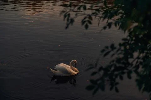 The swan at sunset Stock Photos