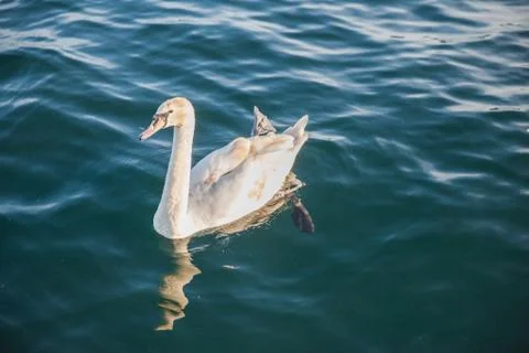 Swan in the sunshine Stock Photos