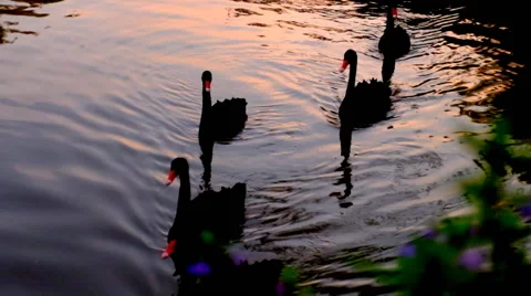 Swan on the surface water Stock Footage 45629477