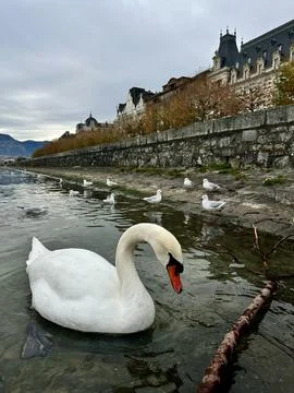 A swan surrounded by seagulls Stock Photos