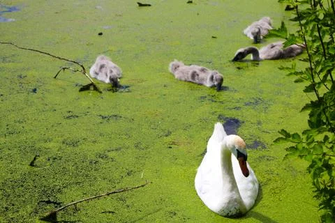 Swan with Swan Chicks 写真素材