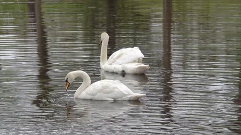 Swan Swans on the Pond Stock Footage 81417829