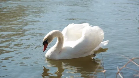 Swan swim Stock Footage