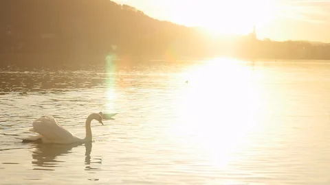 Swan swim in the reflection of the sunset in mountain lake church in the back Stock Footage 87797314