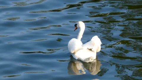 Swan swim in river at spring time Stock Footage 242312350