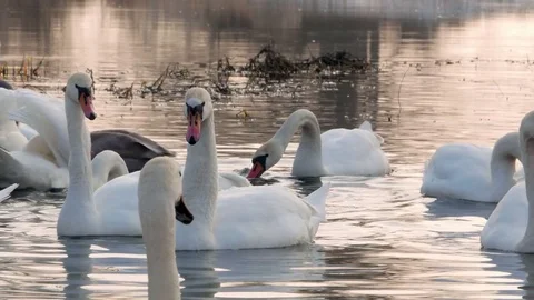 Swan swiming on river 4k Stock Footage 85142647