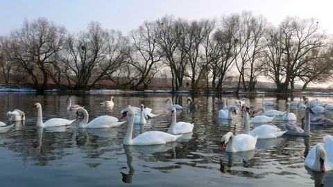 Swan swiming on river 4k Stock Footage 85143095