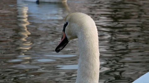 Swan swiming on river 4k Stock Footage 85147310