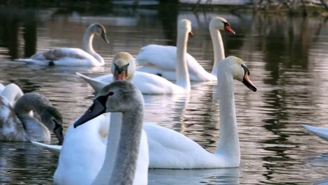 Swan swiming on river 4k Stock Footage 85148809