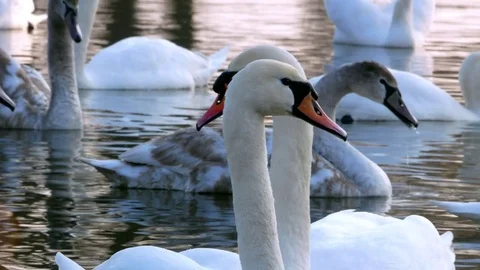 Swan swiming on river 4k Stock Footage 85149746