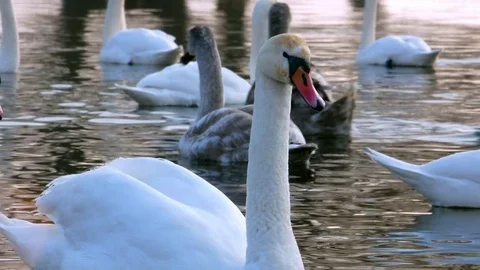 Swan swiming on river 4k Stock Footage 85151031