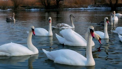 Swan swiming on river 4k Stock Footage 85153044
