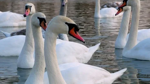 Swan swiming on river 4k Stock Footage 85154046