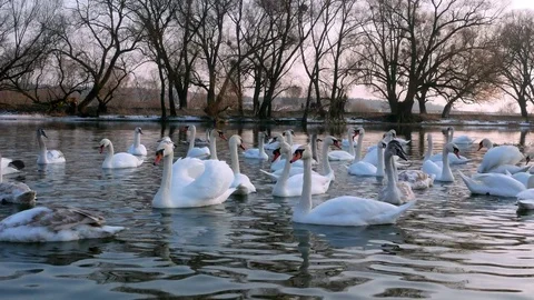 Swan swiming on river 4k Stock Footage 85154595