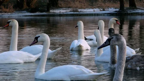 Swan swiming on river 4k Stock Footage 85236378