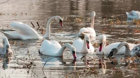 Swan swiming on river 4k Stock Footage 85239073