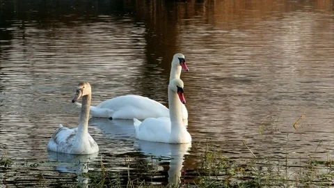 Swan swiming on river 4k Stock Footage 85240256