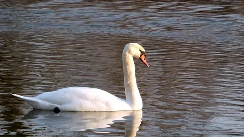 Swan swiming on river 4k Stock Footage 85240876