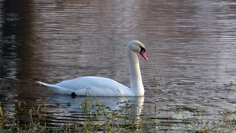 Swan swiming on river 4k Stock Footage 85242011