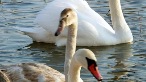 Swan swiming on river 4k Stock Footage 85243393