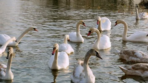 Swan swiming on river 4k Stock Footage 85243791