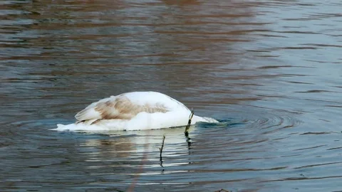 Swan swiming on river 4k Stock-Footage 85244716