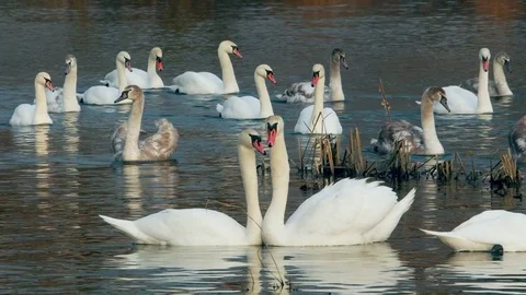 Swan swiming on river 4k Stock-Footage 85246077