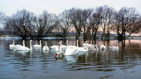 Swan swiming on river 4k Stock-Footage 85246604
