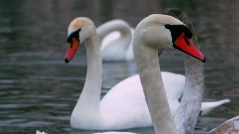 Swan swiming on river 4k Stock-Footage 85246780