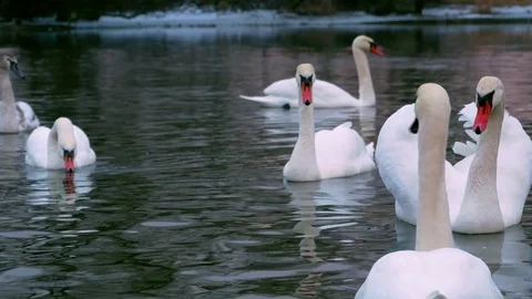 Swan swiming on river 4k Stock-Footage 85247008