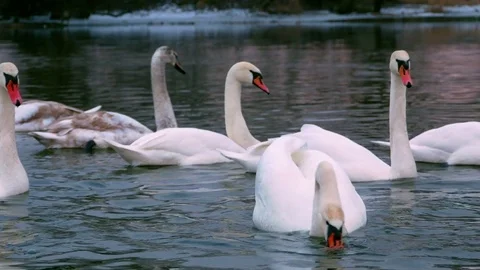 Swan swiming on river 4k Stock-Footage 85247290