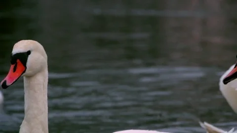 Swan swiming on river 4k Stock-Footage 85247597