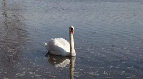Swan swiming in springtime. Stock Footage 22645020
